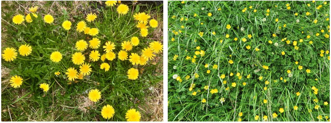 Dandelions and Buttercups