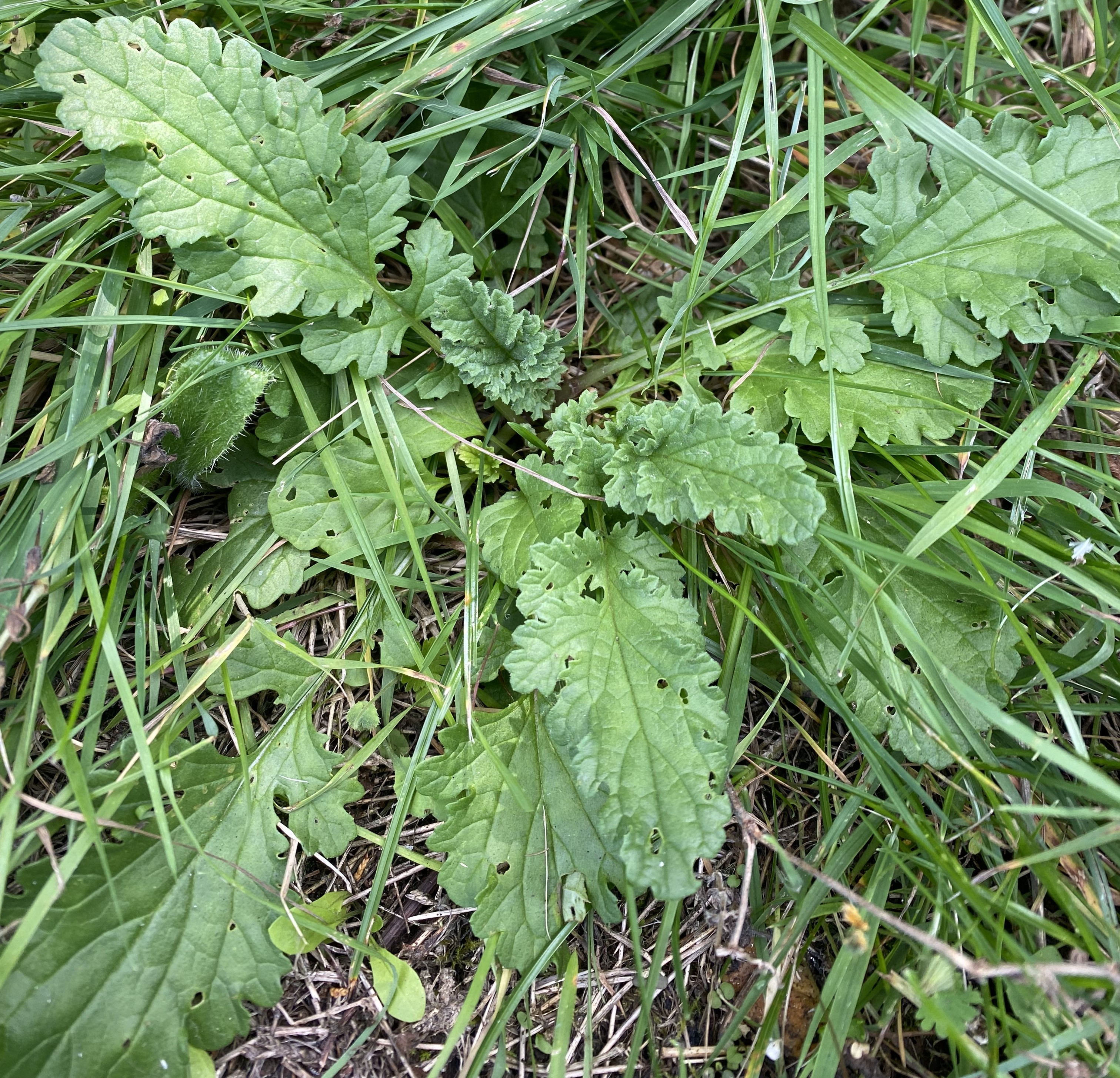 seedling ragwort