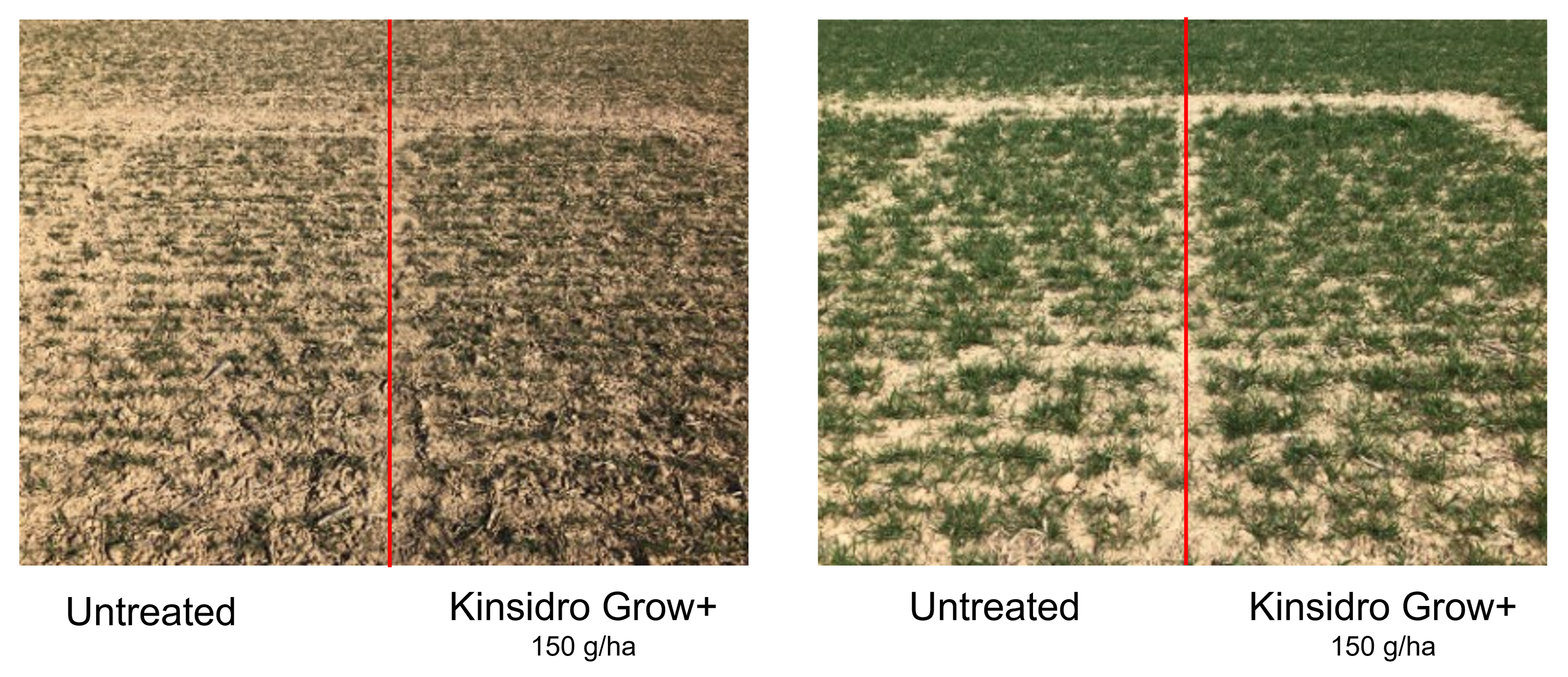 Kinsidro Grow+ trials