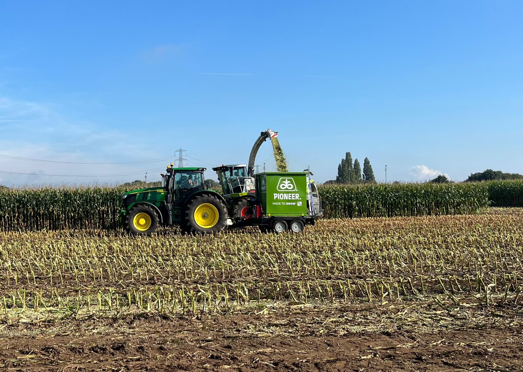 Image of maize harvest