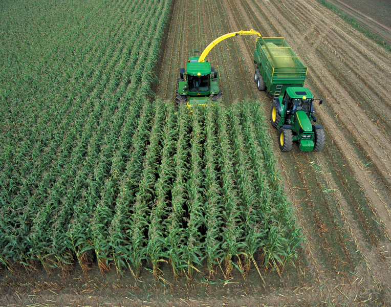 Maize harvest