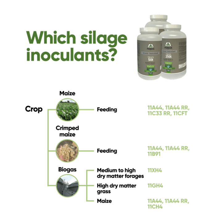 maize silage inoculants