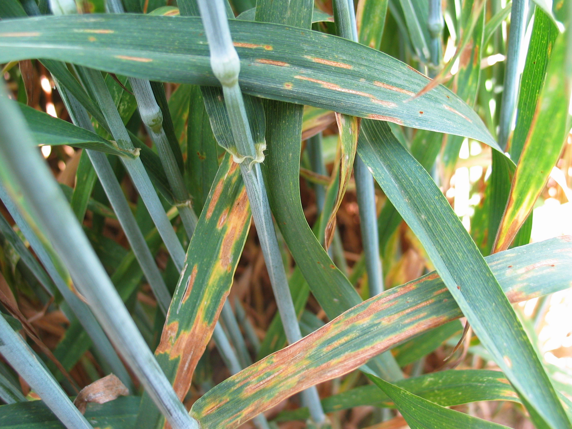 Septoria