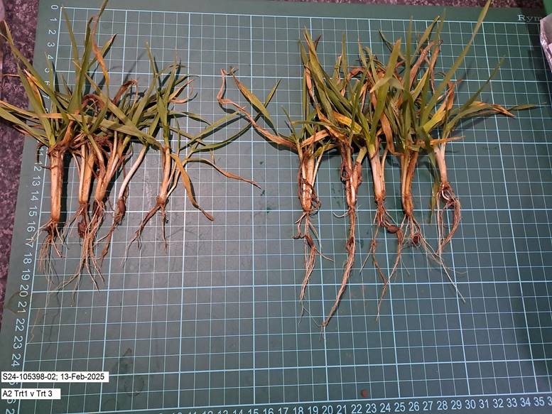 winter barley root length comparison