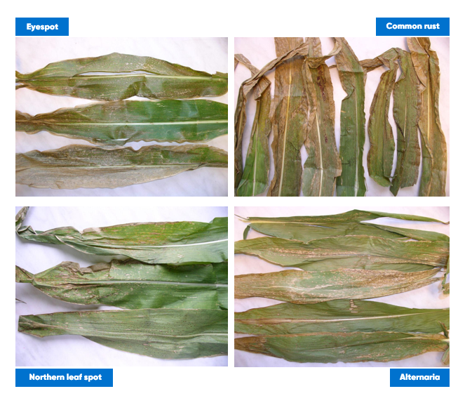 Common diseases in maize