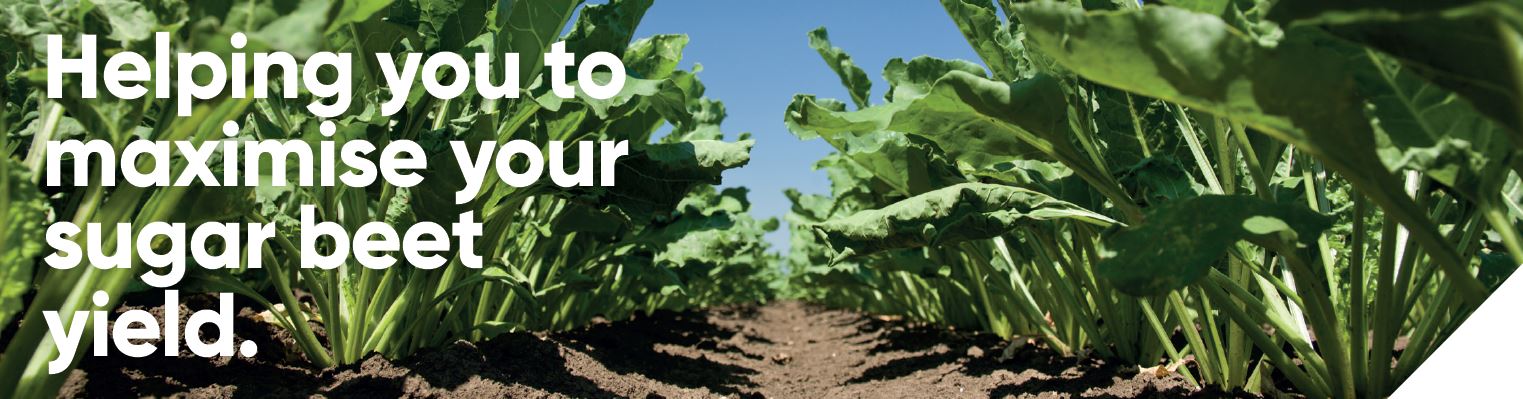 Sugar beet product solutions header