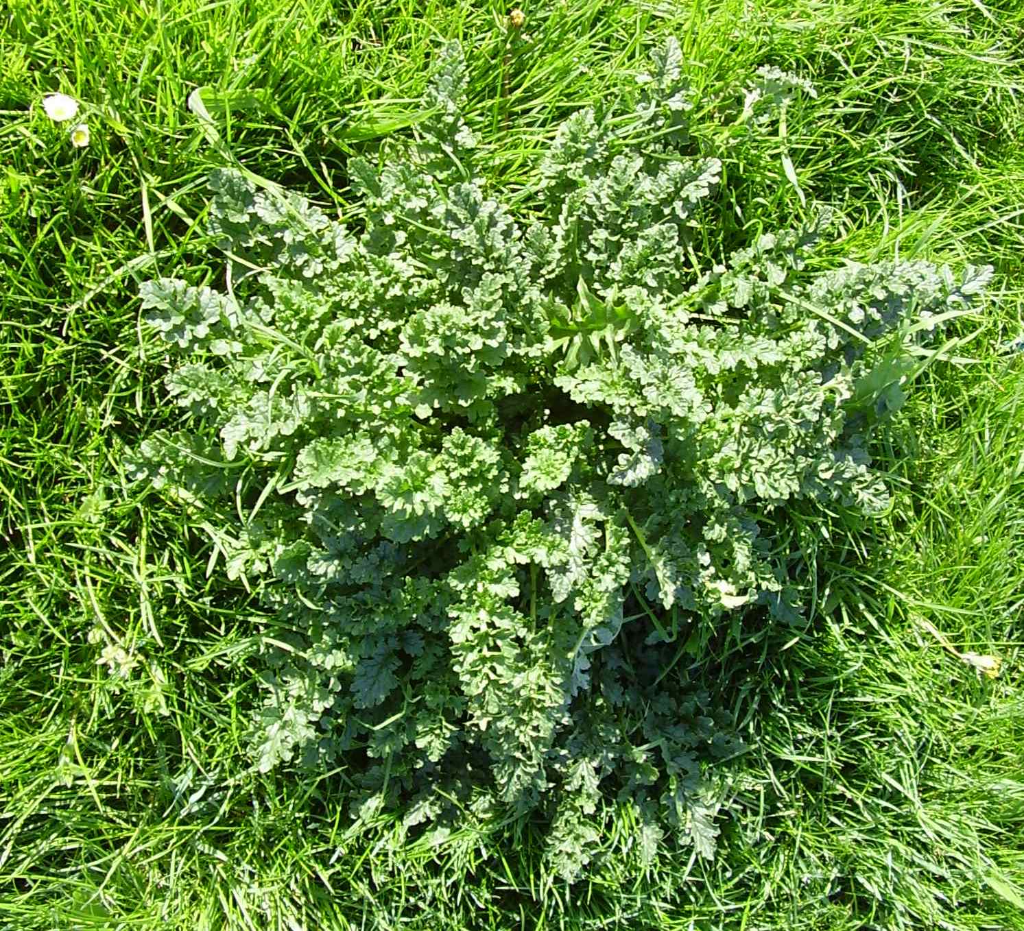 Ragwort