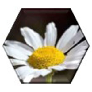 Plant 8