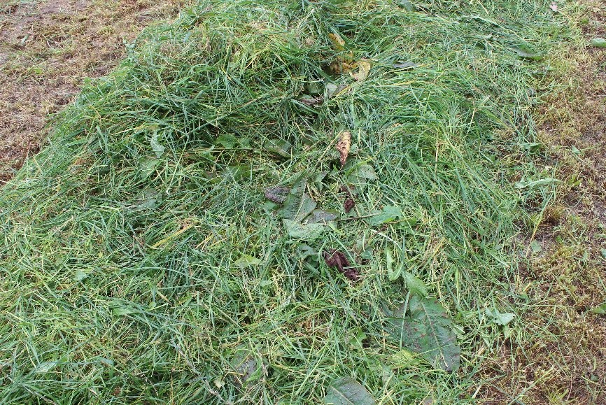 Cut grass for hay or silage
