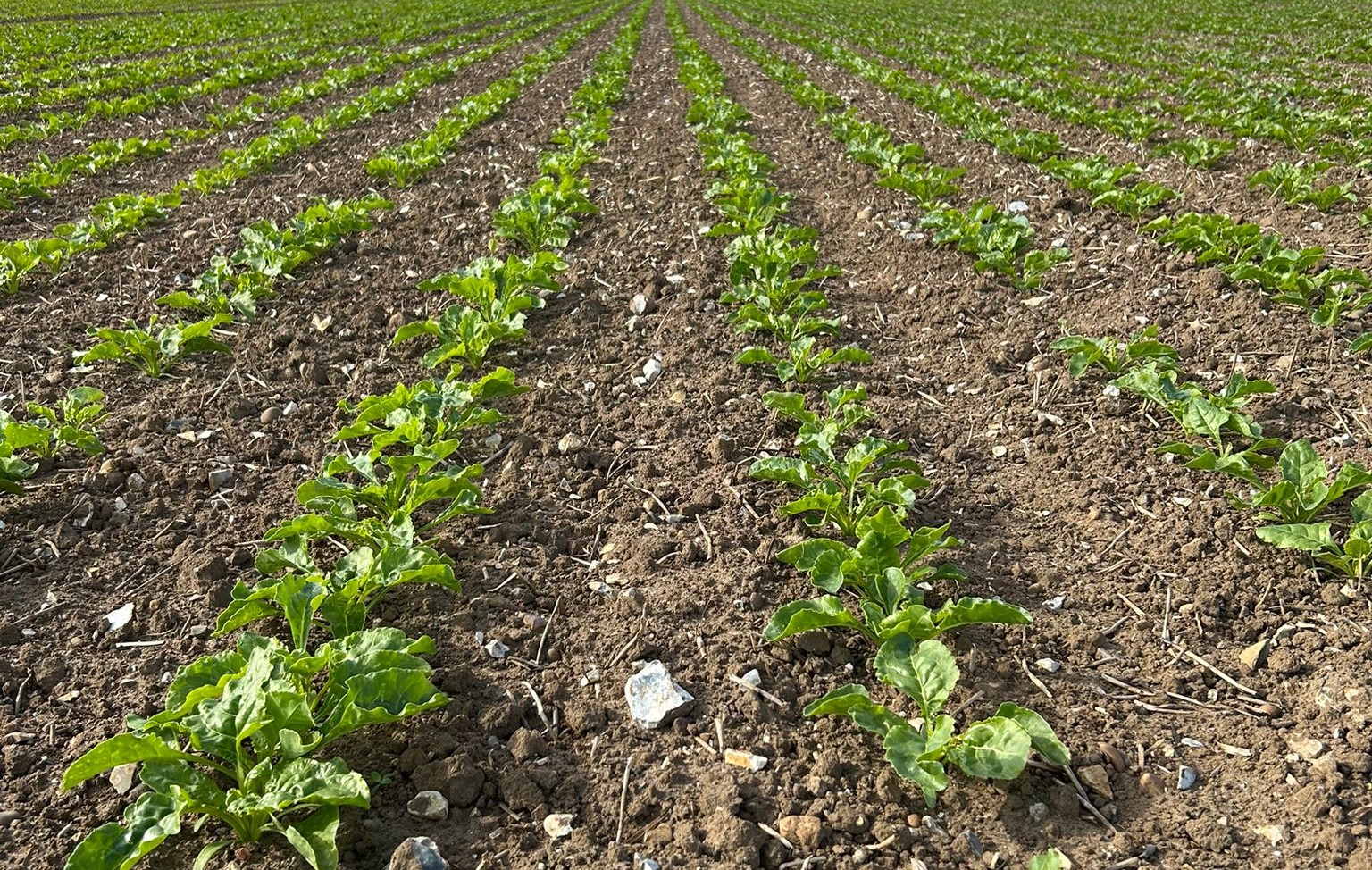 Sugar beet