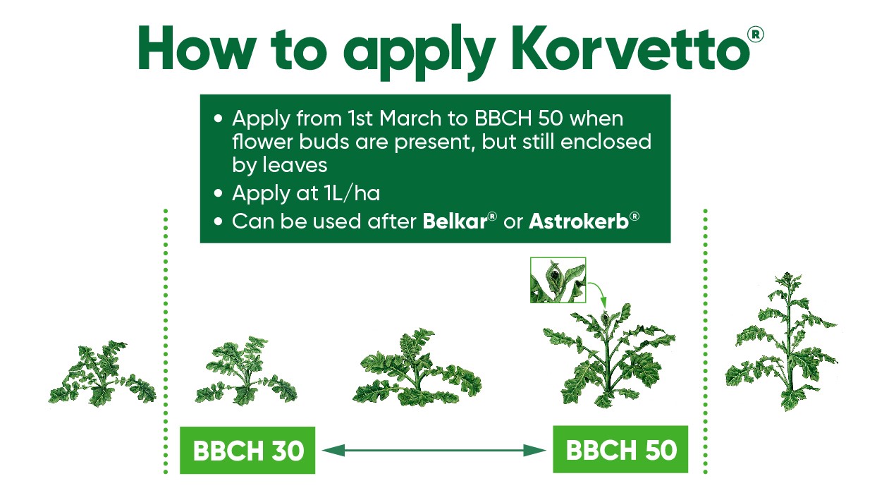 OSR growth stage and Korvetto suitability