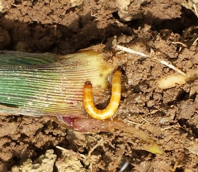 Wireworm on the base of a maize stem