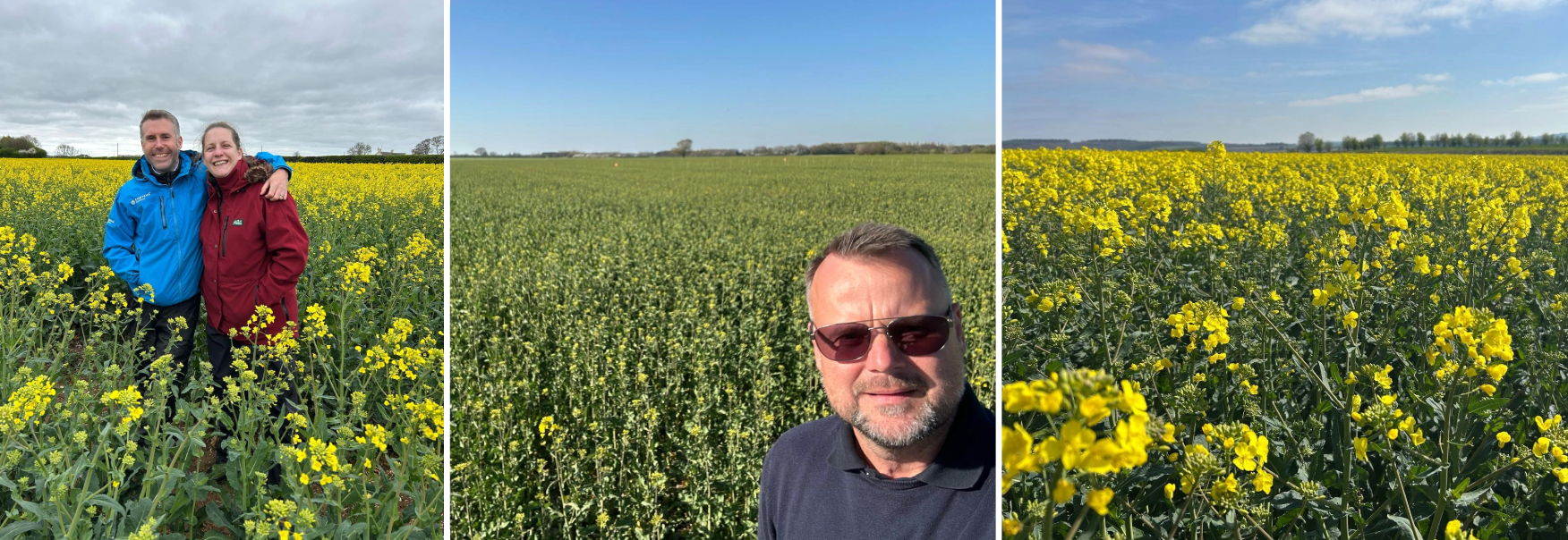 OSR crops in April