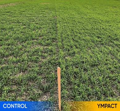 Image of Ympact used on crops