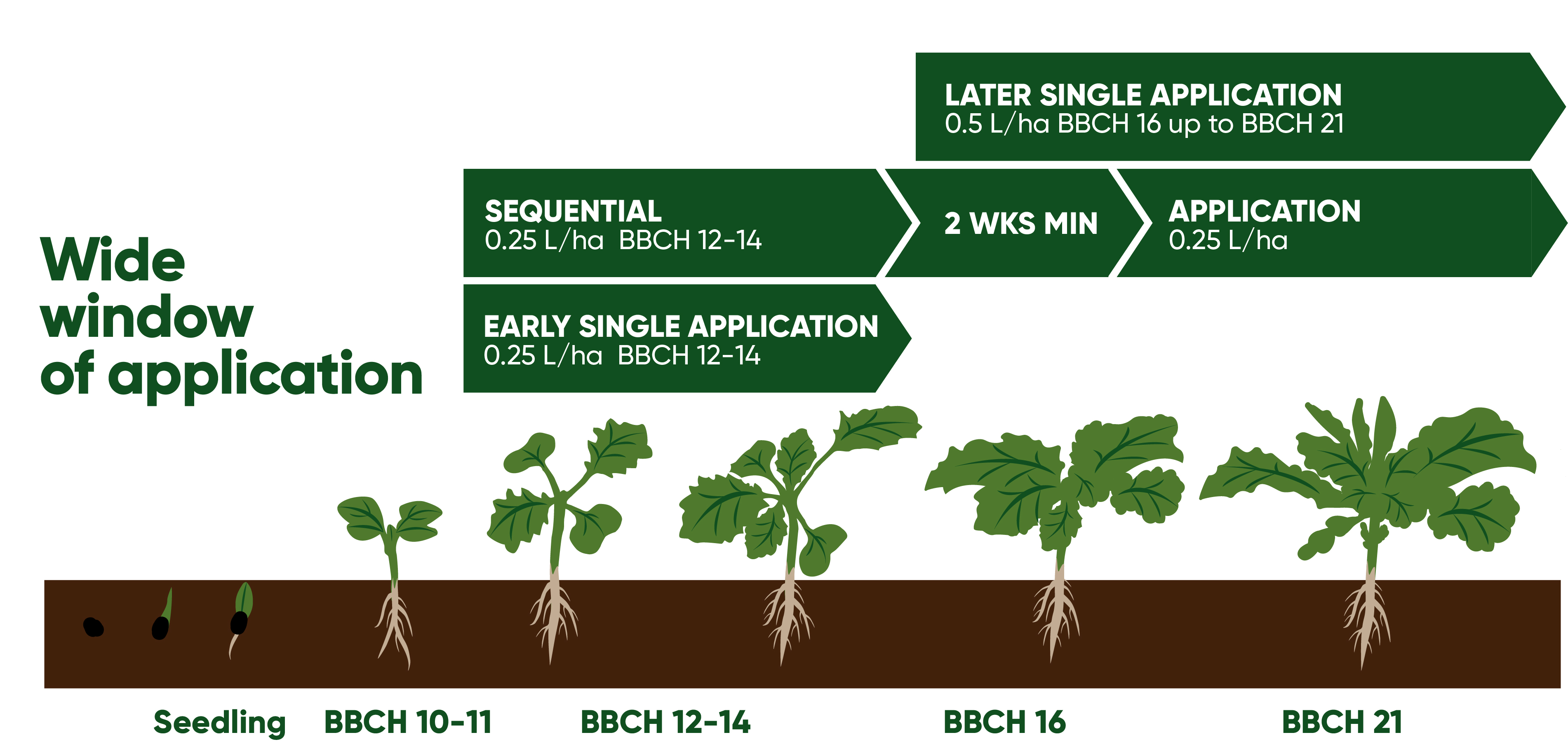 Growth stages of OSR and when to use Belkar herbicide