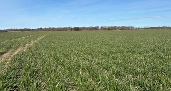 Broadleaf Weeds in Winter Cereals