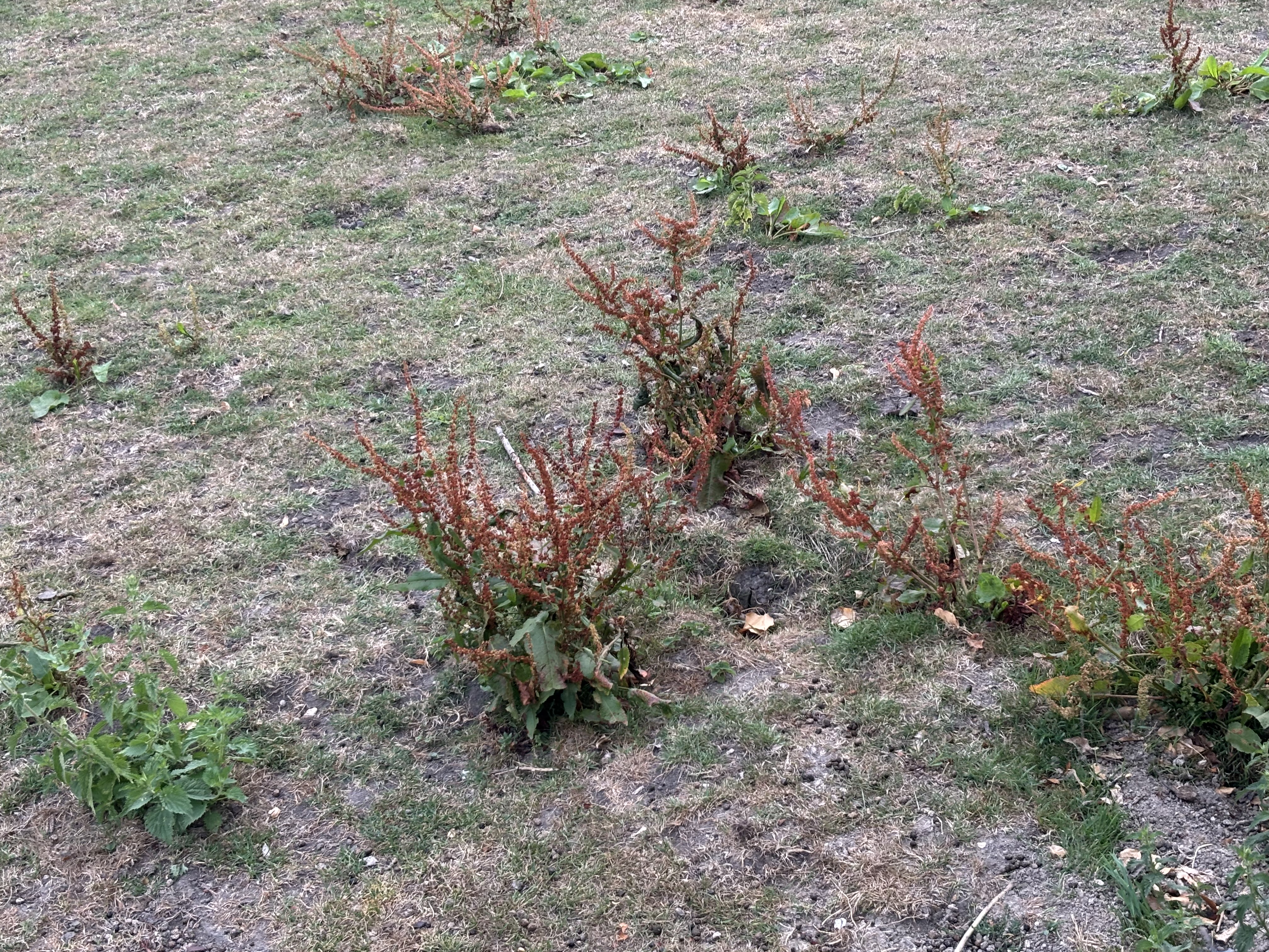 Use of grassland herbicides post drought conditions