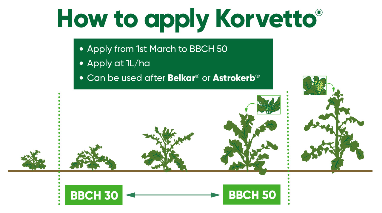 Korvetto growth stage image