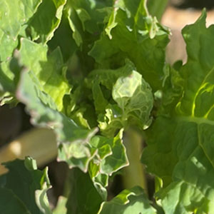Plant 3