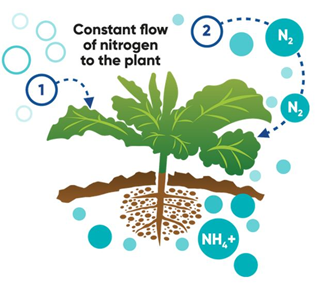 BlueN - nitrogen flow