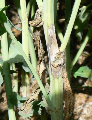 Picture: large sclerotinia lesion on main raeceme.