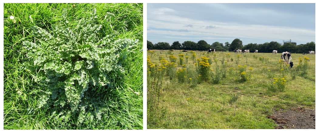Ragwort