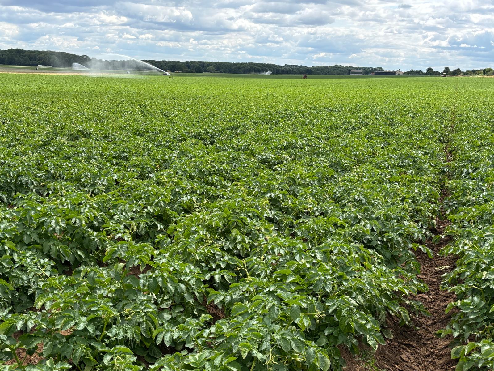 potato crops