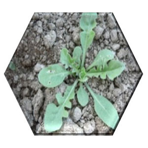 Plant 7
