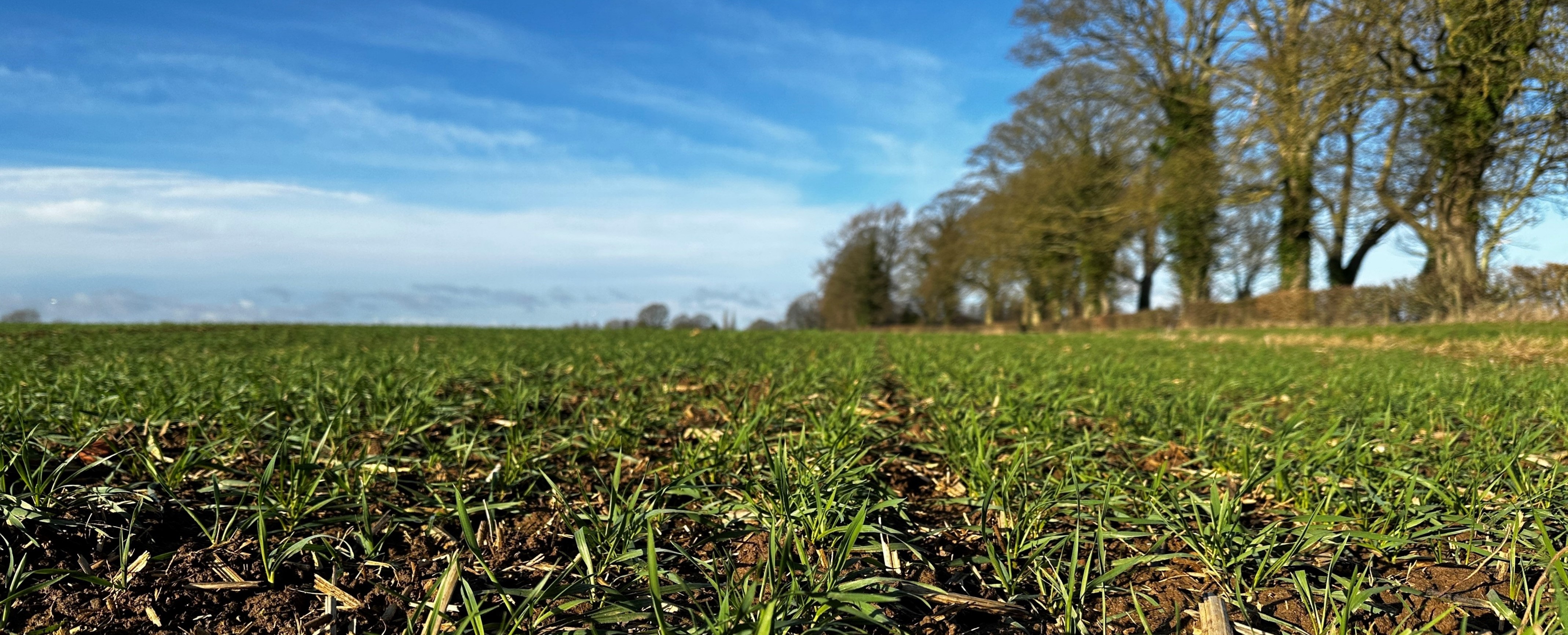 Winter wheat