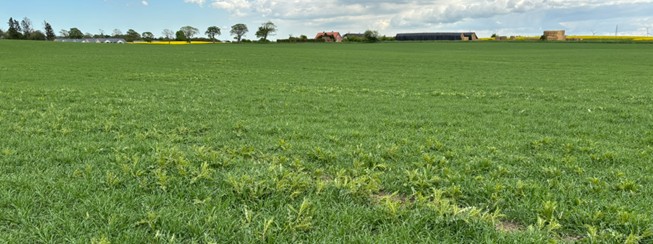 Control-of-Perennial-Root-Weeds-in-Cereals