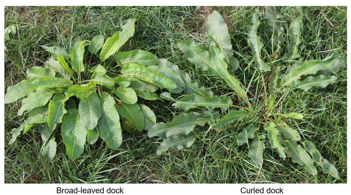 Broad-leaved dock and curled dock