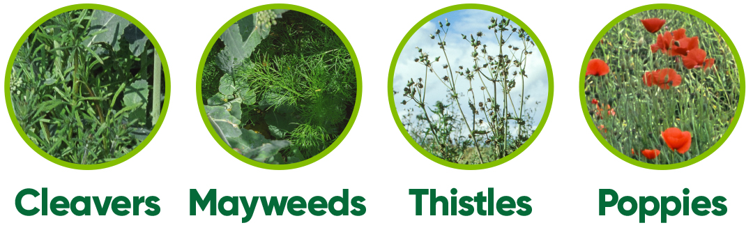 Weeds image
