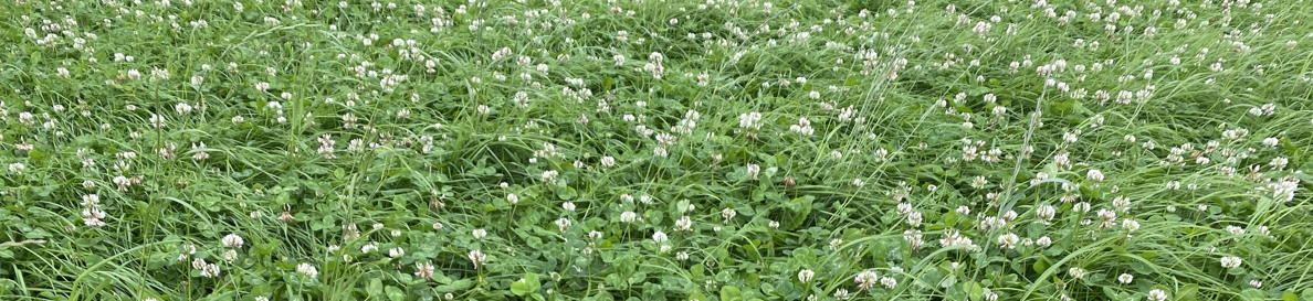 Grass + Clover