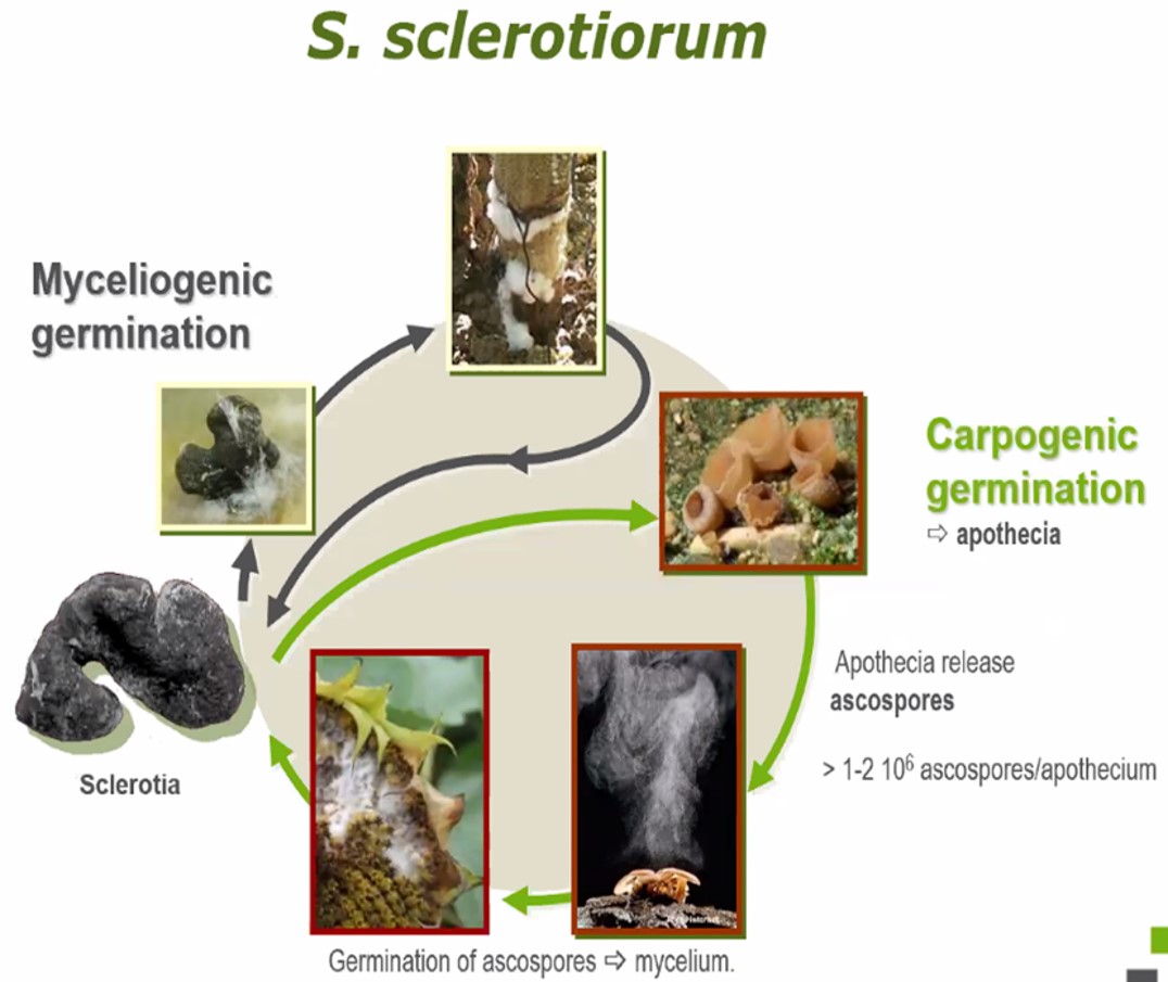 Sclerotinia lifecycle