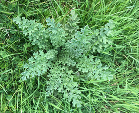 Ragwort