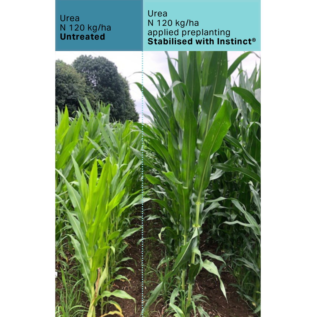 Instinct treated vs untreated