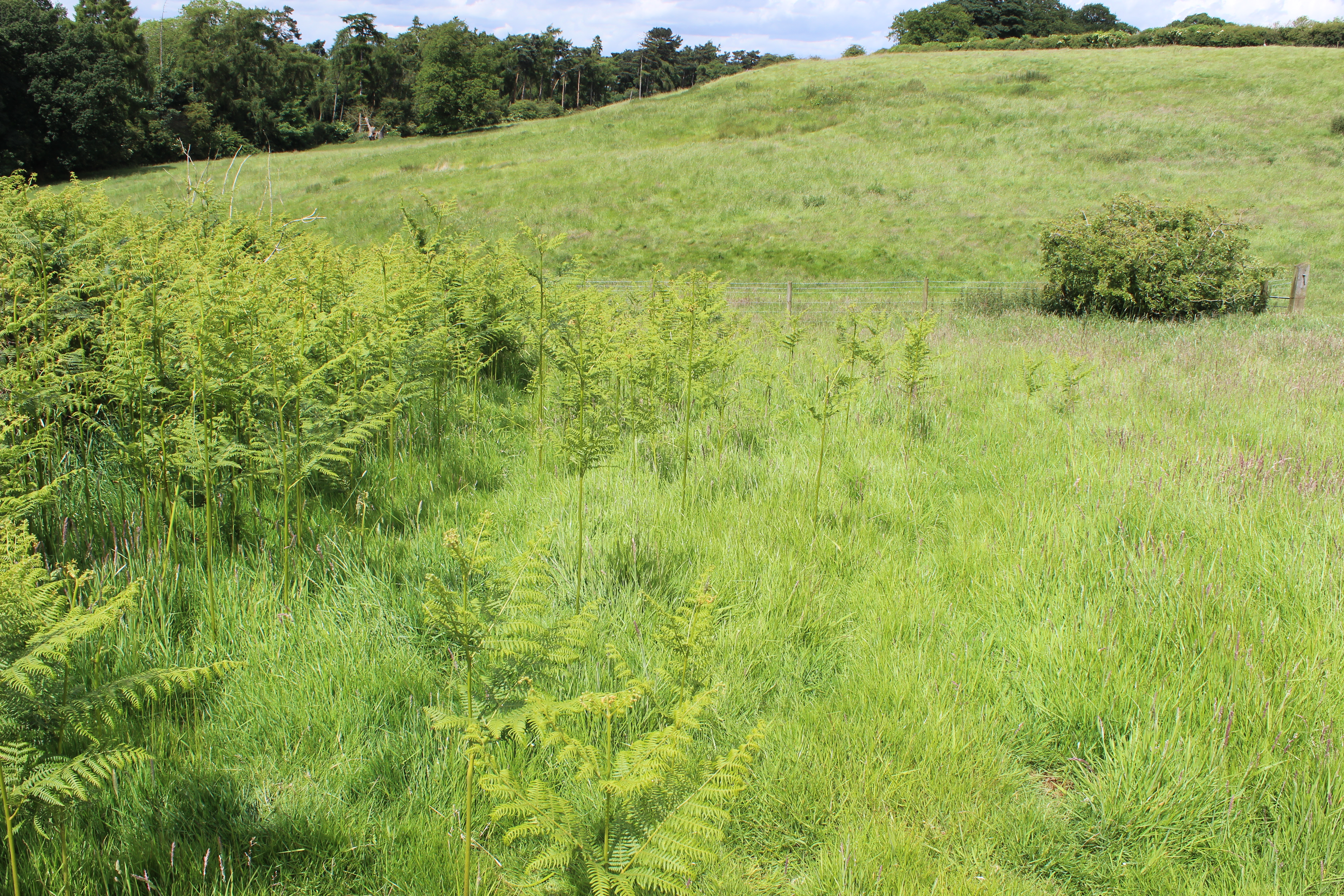 Bracken control