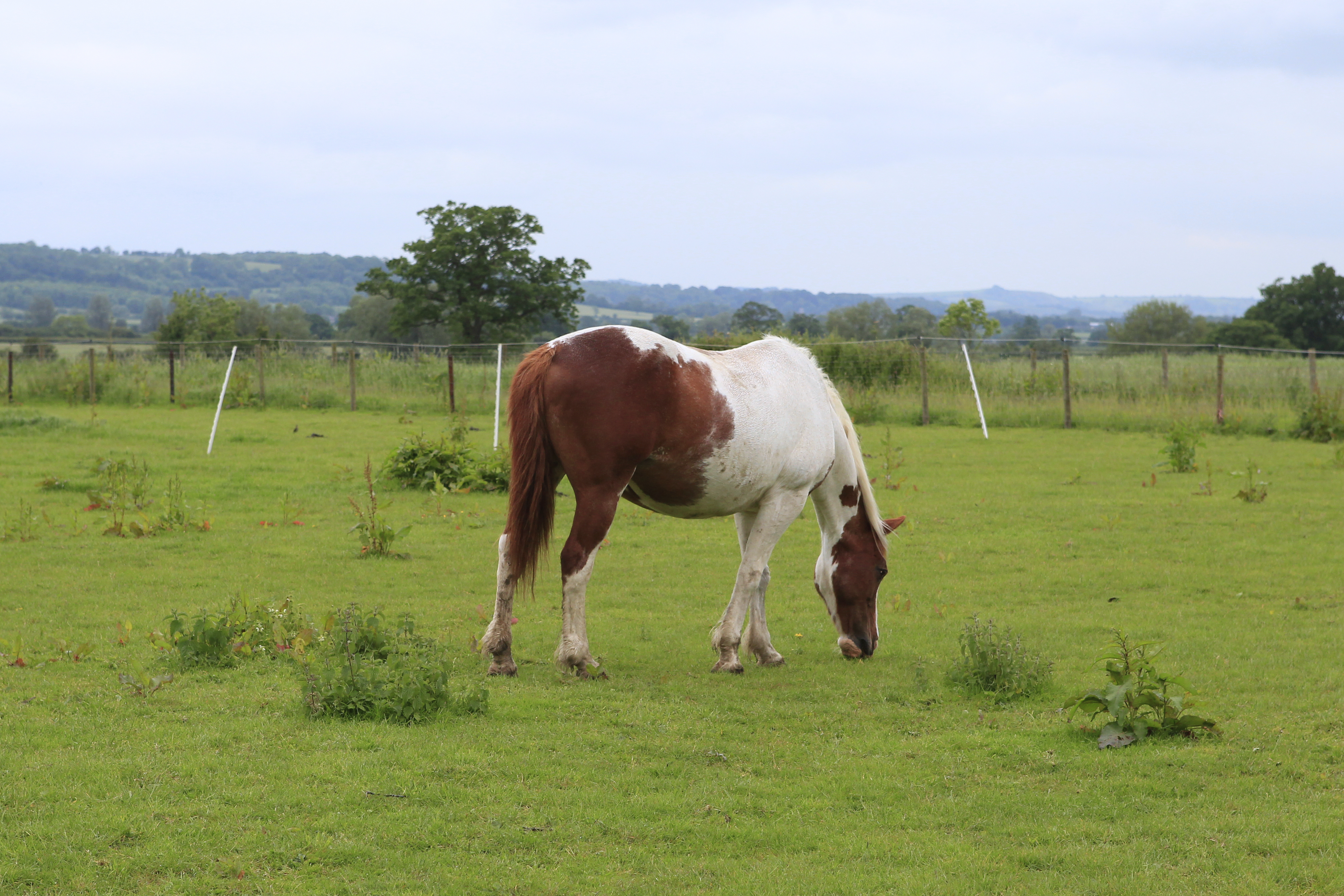 Pony paddock