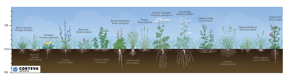 weed roots