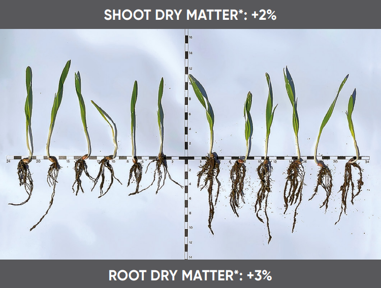 Ympact shoot dry matter diagram