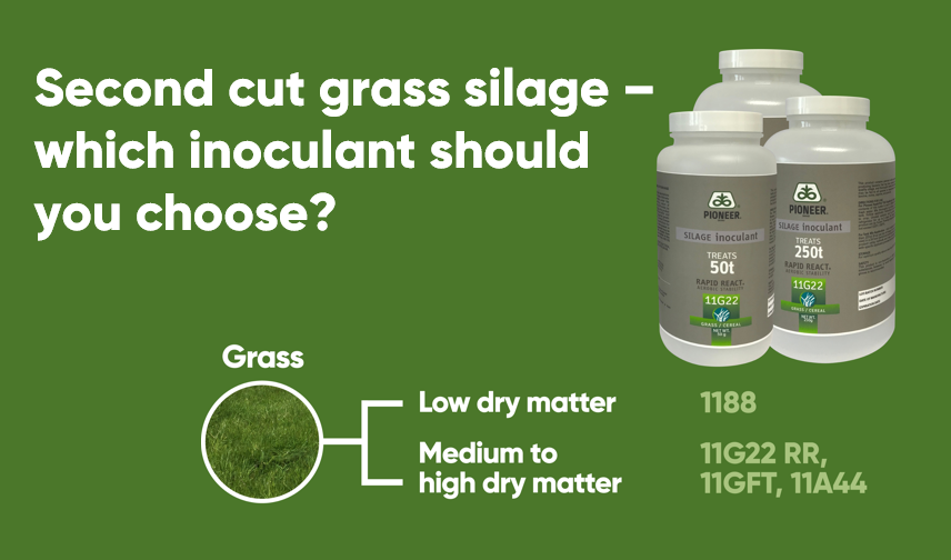 silage inoculant for grass