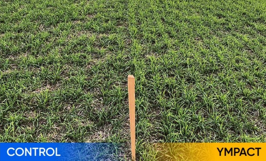 Control vs treated with Ympact - field