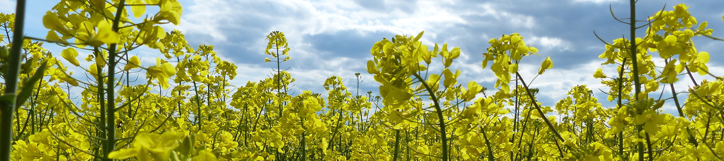 OSR