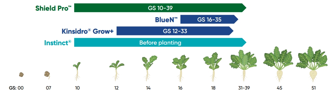 sugar beet growth stages