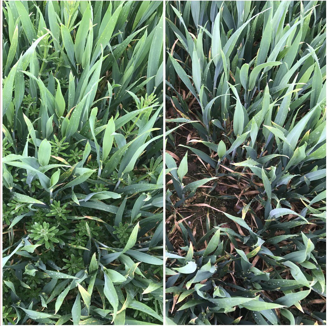 Pixxaro before and after on spring cereals