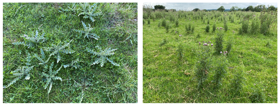 Left - Thistle just right. Right - Creeping Thistle