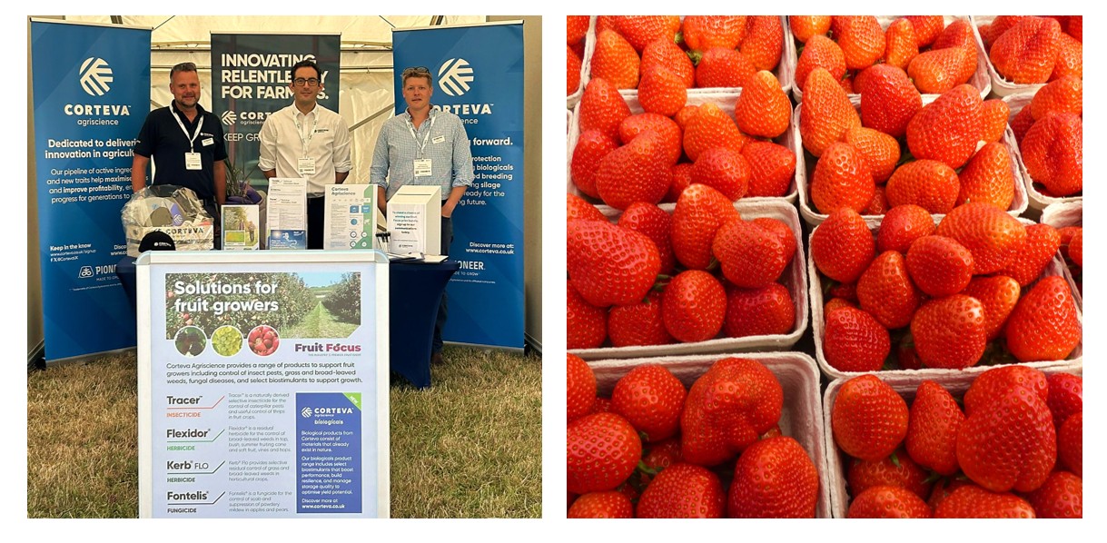 fruit focus event 2025 - strawberries