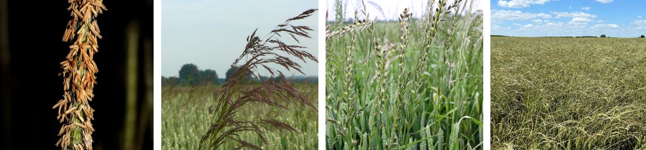 grass weeds and black grass