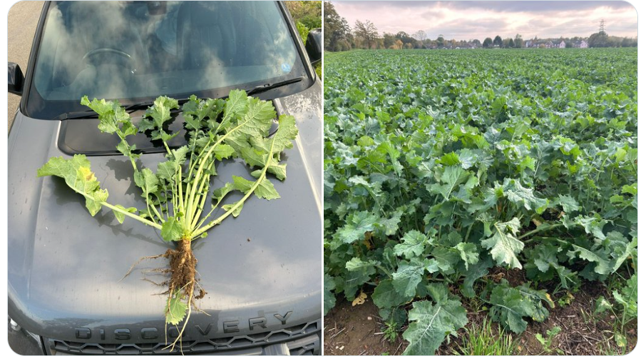 Oilseed Rape in November